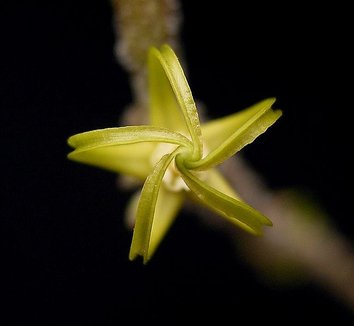Cynanchum marnierianum 9 flower