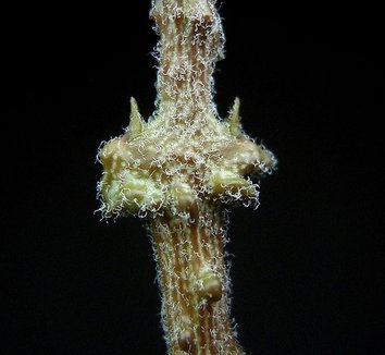 Cynanchum marnierianum 10 form