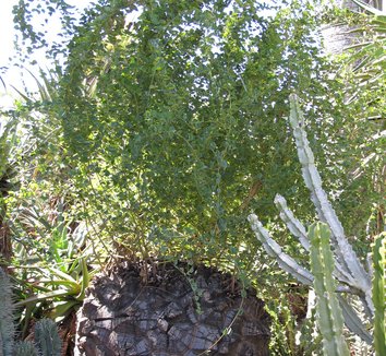 Dioscorea elephantipes 1 form