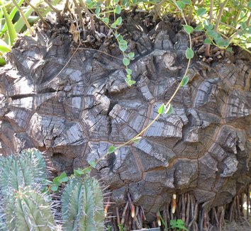 Dioscorea elephantipes 9