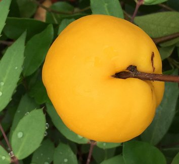 Chaenomeles japonica 4