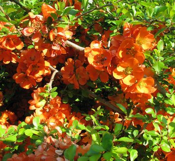 Chaenomeles japonica 5 flower