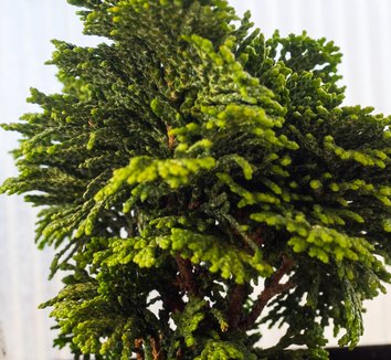 Chamaecyparis obtusa 'Hage' 1