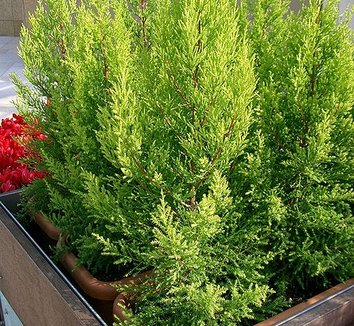 Cupressus macrocarpa 'Goldcrest' 1 form