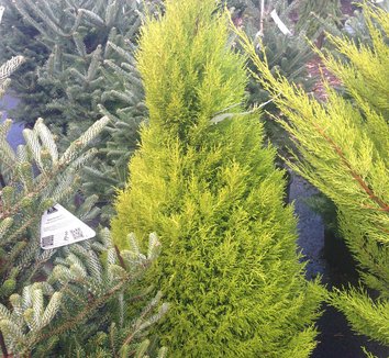 Cupressus macrocarpa 'Goldcrest' 5 form