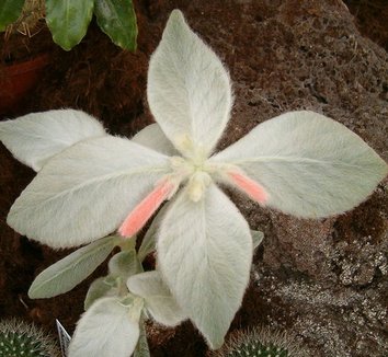 Sinningia leucotricha 3