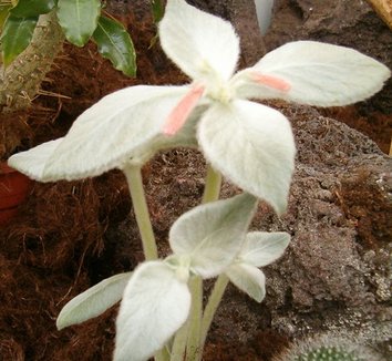 Sinningia leucotricha 8