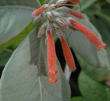 Sinningia leucotricha 6 flower