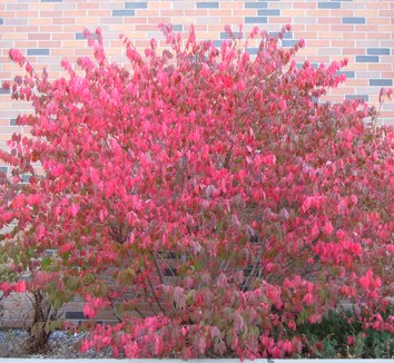 Euonymus alatus 1 form
