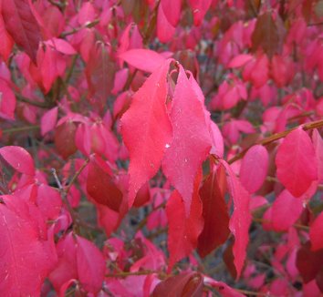 Euonymus alatus 4