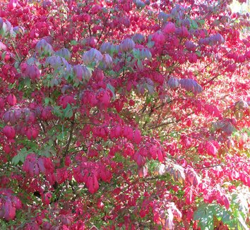Euonymus alatus 12