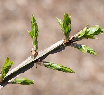 Euonymus alatus 14