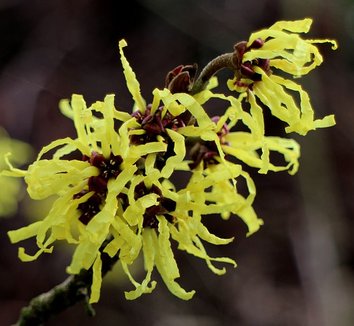 Hamamelis x intermedia 'Angelly' 7 flower