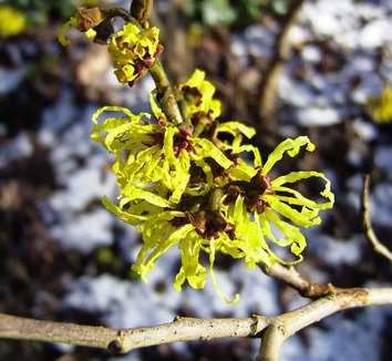 Hamamelis x intermedia 'Angelly' 6 flower