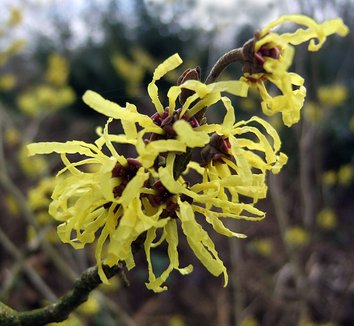Hamamelis x intermedia 'Angelly' 2 flower