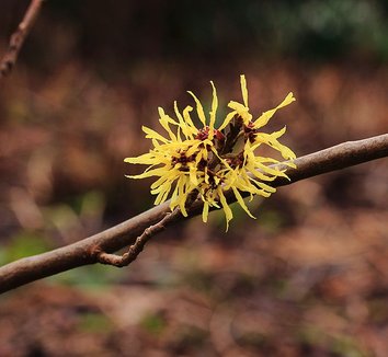 Hamamelis x intermedia 'Angelly' 1 flower