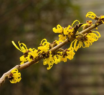 Hamamelis x intermedia 'Angelly' 4 flower