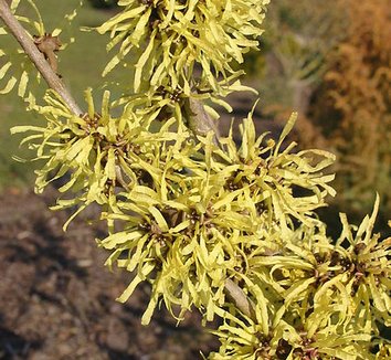 Hamamelis x intermedia 'Angelly' 8 flower