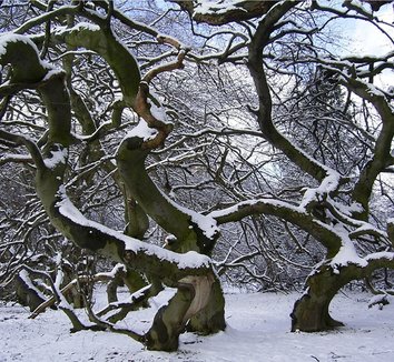 Fagus sylvatica 'Tortuosa' 6 form, trunk