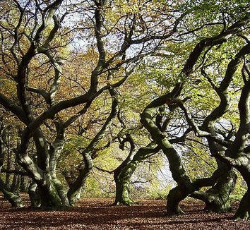 Fagus sylvatica 'Tortuosa' 5 form, trunk
