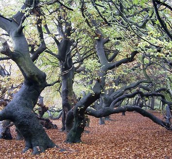 Fagus sylvatica 'Tortuosa' 4 form
