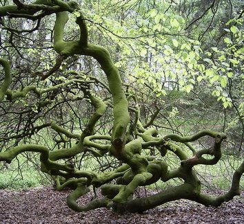 Fagus sylvatica 'Tortuosa' 1 form, trunk