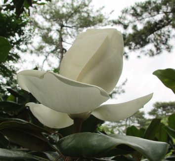 Magnolia grandiflora 21 flower