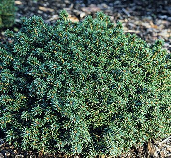 Picea abies 'Little Gem' | Little Gem Norway Spruce| plant lust