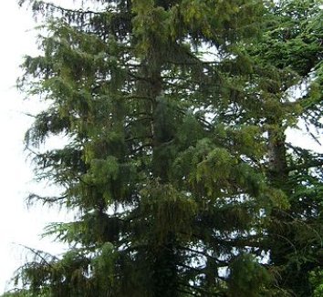 Picea breweriana 6 form