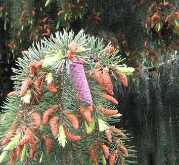 Picea breweriana 7 cones