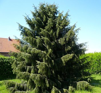 Picea breweriana 1 form