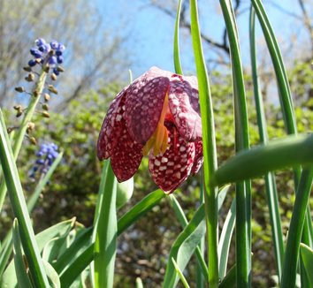 Fritillaria meleagris 12