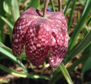 Fritillaria meleagris 14