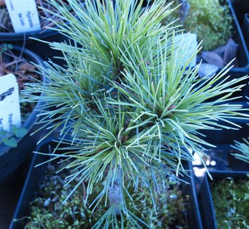 Pinus strobus 'Sea Urchin' 1