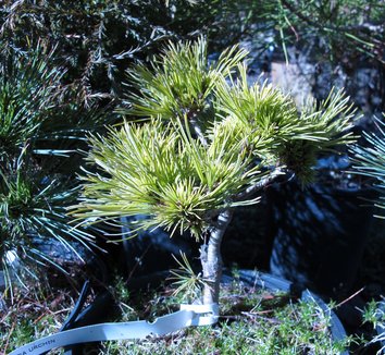 Pinus strobus 'Sea Urchin' 7 form