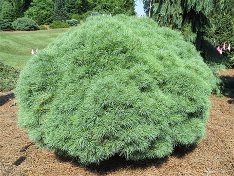 Pinus strobus 'Sea Urchin' | Sea Urchin Dwarf Eastern White Pine| plant