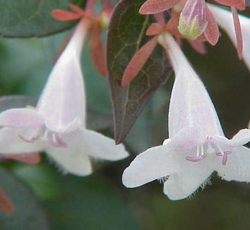 Abelia floribunda 6 flower