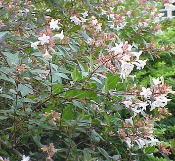 Abelia floribunda 1 flower