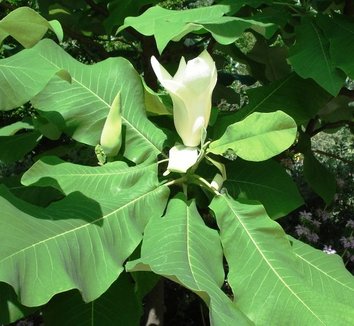 Magnolia macrophylla 4 flower