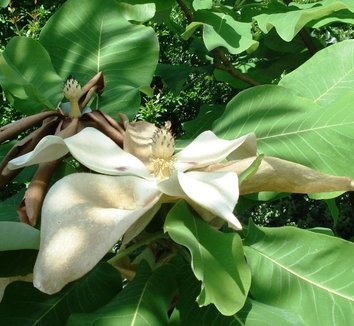Magnolia macrophylla 5 flower