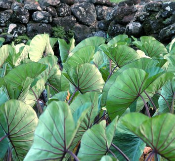 Colocasia antiquorum 'Illustris' 6