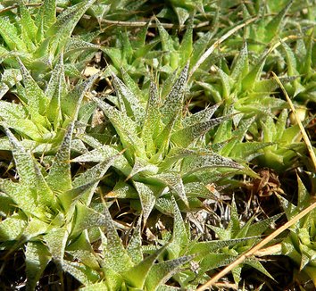 Deuterocohnia brevifolia 6