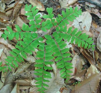 Adiantum pedatum 3
