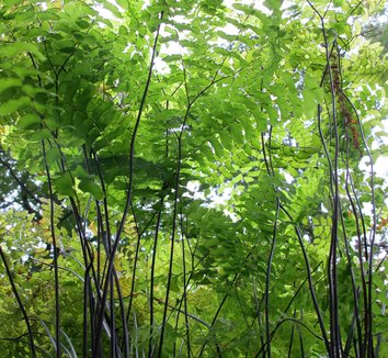 Adiantum pedatum 23