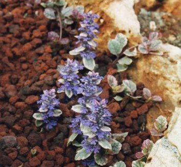 Ajuga reptans 'Burgundy Glow' 11 flower, form