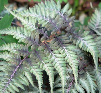 Anisocampium niponicum var. pictum 1