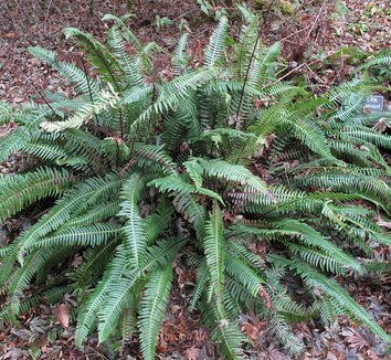 Blechnum spicant 1 form