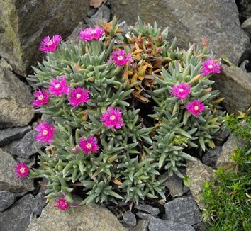 Ruschia pulvinaris 5 flower
