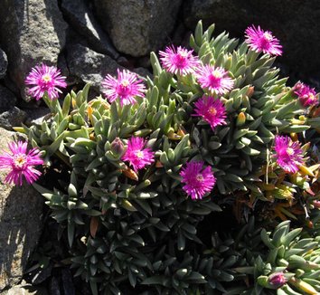 Ruschia pulvinaris 1 flower