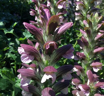 Acanthus hungaricus 9 flower